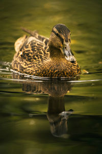 Duck swimming in lake