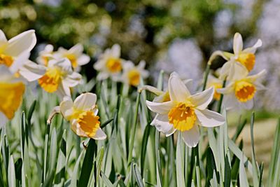 Close-up of flowers blooming outdoors