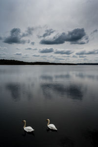 Swan couple at tange lake