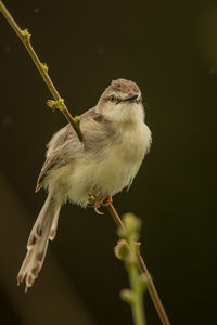 Close-up of bird perching on twig