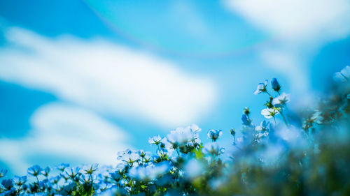 Close-up of blue flowering plants on field