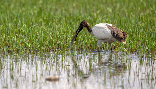 Bird in lake