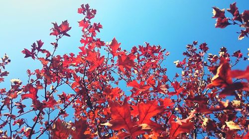 Low angle view of tree against sky