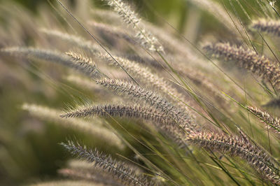 Close-up of stalks in field