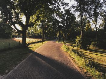 Walkway amidst trees against sky