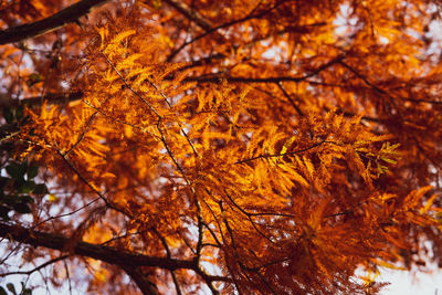 Low angle view of maple leaves on tree