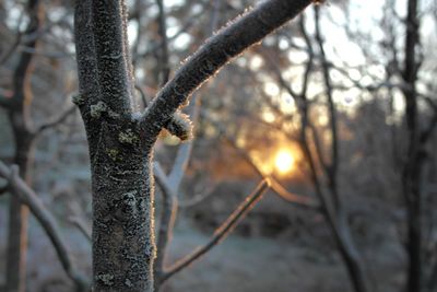 Close-up of tree trunk during winter