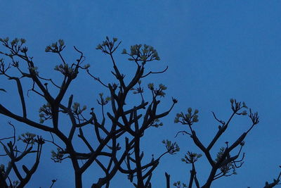 Low angle view of tree against blue sky