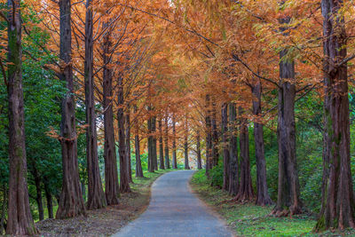 Road amidst trees in forest during autumn