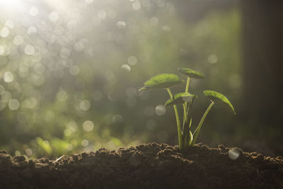 Close-up of plant against blurred background