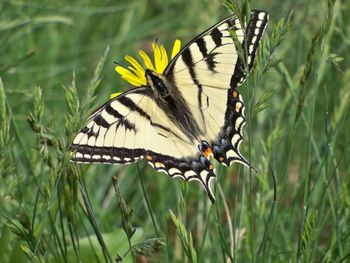 Butterfly perching on grass