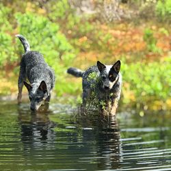 View of two ducks in lake