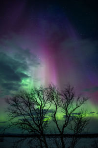 Low angle view of trees against sky at night