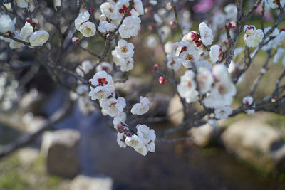 Close-up of cherry blossom tree