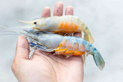 Close-up of person holding fish