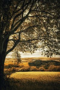 Scenic view of field against sky at sunset