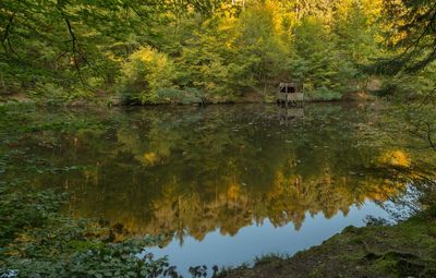 Scenic view of lake in forest