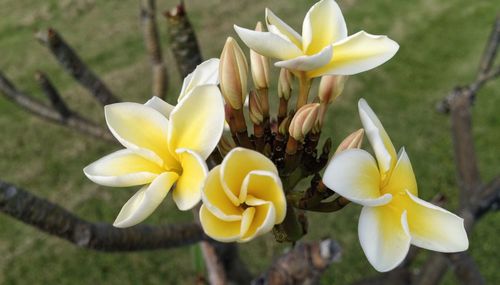 Close-up of white flowers