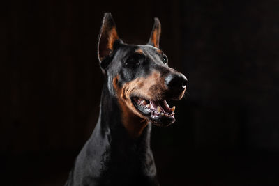 Close-up of dog looking away