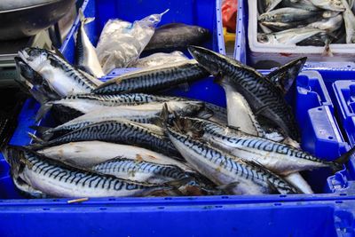 Fish for sale in market