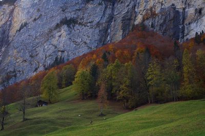 Trees on field during autumn