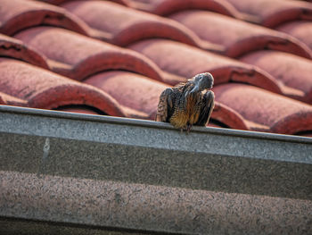 Close-up of lizard on roof