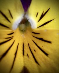 Extreme close up of flower