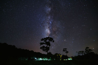 Silhouette trees against star field at night