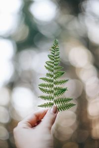 Close-up of hand holding fern leaf