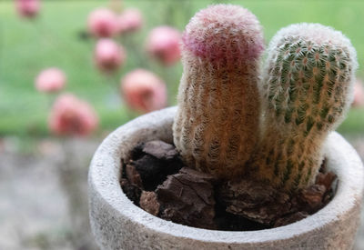 Close-up of succulent plant