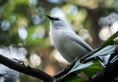 Low angle view of bird perching on branch