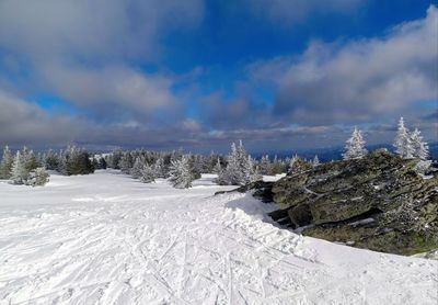 Snow covered plants against sky