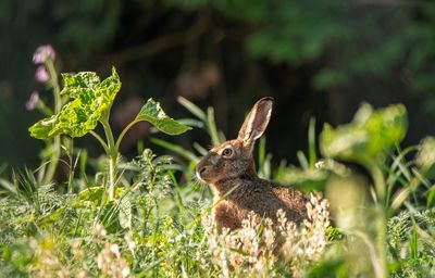 Close-up of rabbit on field