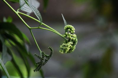 Close-up of green plant