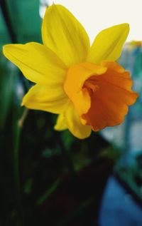 Close-up of yellow flower blooming outdoors