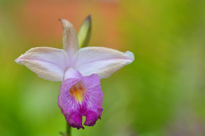 Close-up of purple flower blooming outdoors