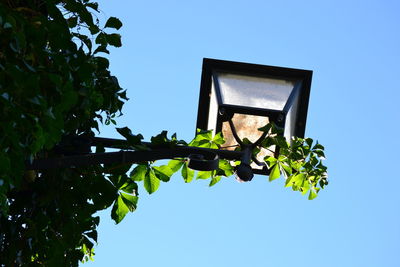Low angle view of plants on gas light against clear sky