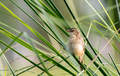 Close-up of bird perching on grass