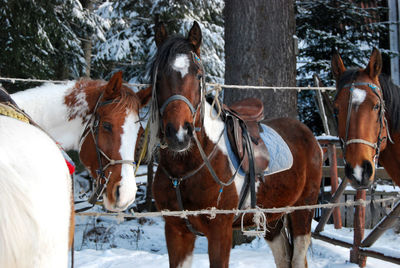 Horses in a snow