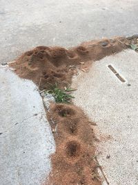 High angle view of lizard on sand