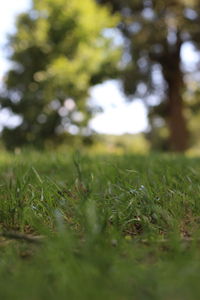 Surface level of grass on field