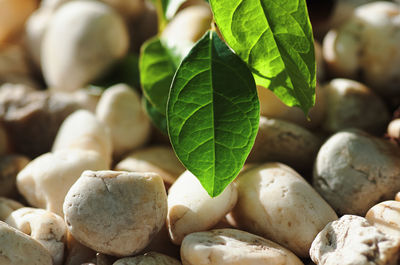 Close-up of fresh green leaves on pebbles