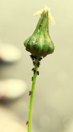 Close-up of flower bud