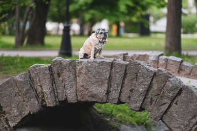 Portrait of dog sitting on wood in park