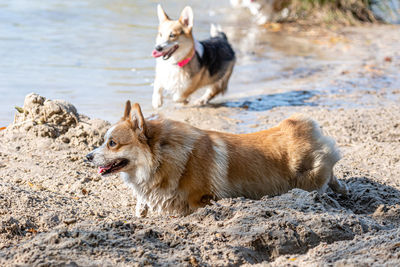 Several happy welsh corgi dogs playing and jumping in the water on the sandy beach