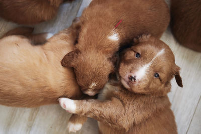 High angle view of two dogs