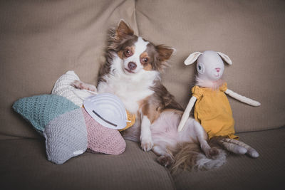 Portrait of dog sitting on sofa at home