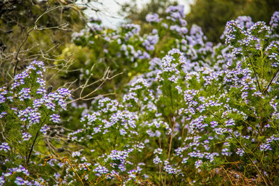 Close-up of purple flowering plants on field