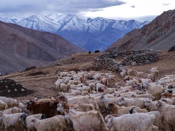 Goats standing on field against mountains