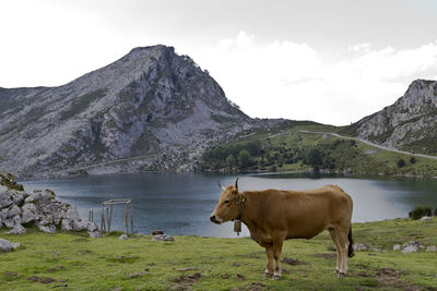 Cow in a mountains